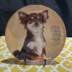 Darby Mint. Adoring Eyes. Cherished Chihuahuas. No flaws.